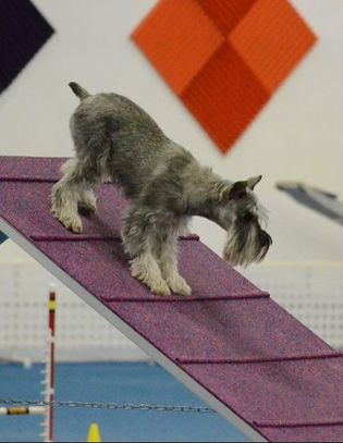 Picture dog on an a frame for agility