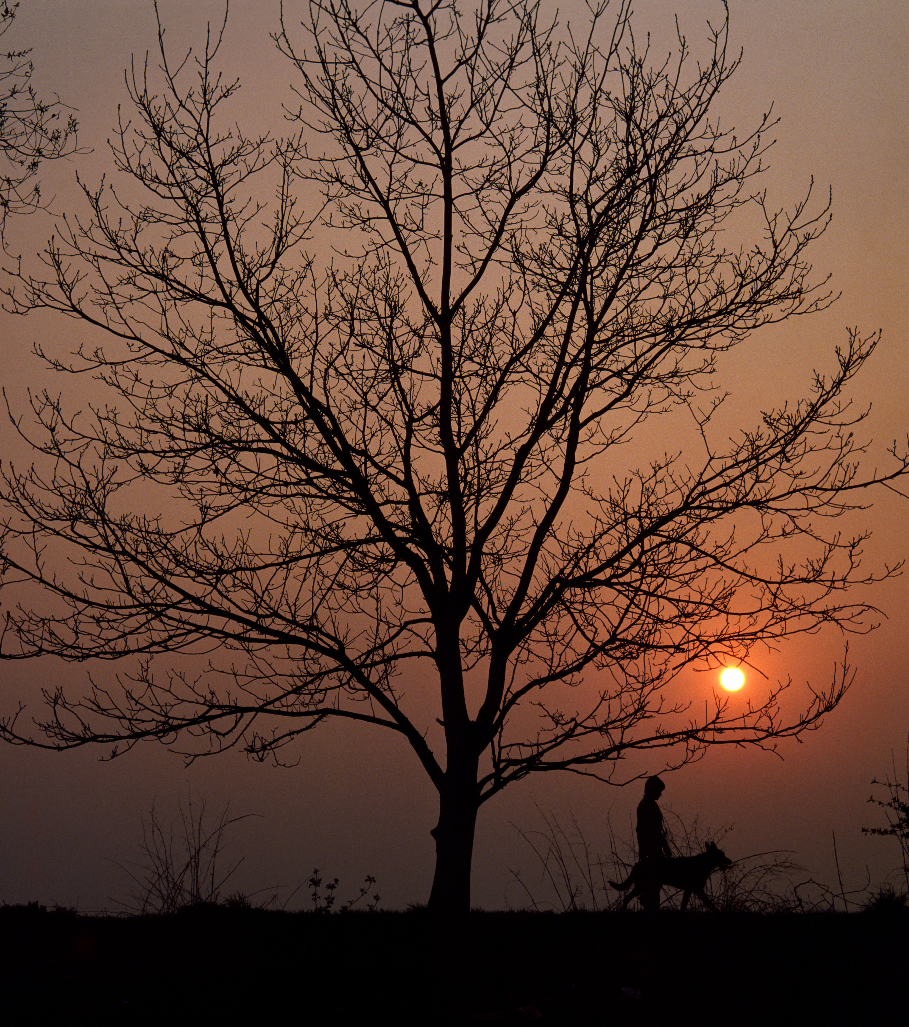 Picture sunset tree with human and dog walking