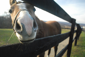Picture horse reaching its nose through a fence to say hi.