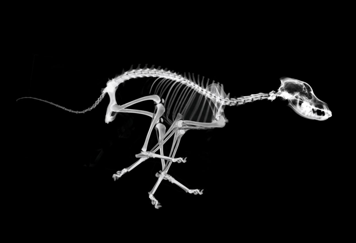 Picture dog skeleton