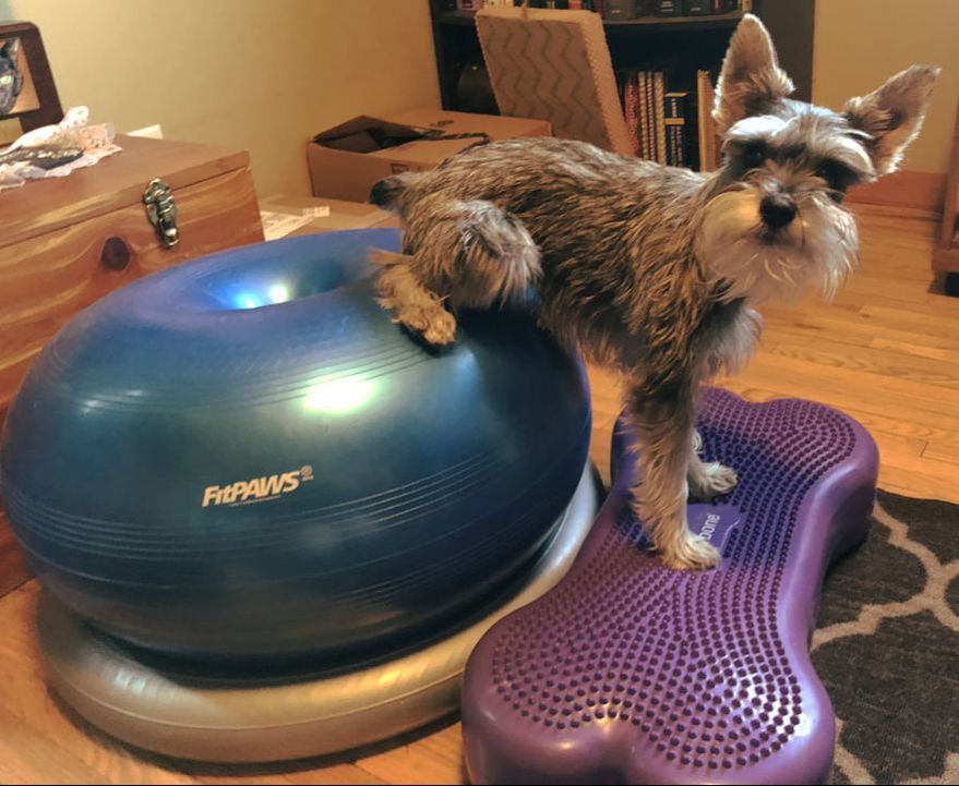Picture dog on fitness equipment