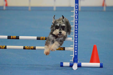 Picture dog jumping in agility 