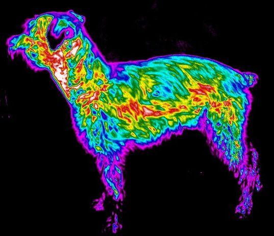 Picture image of dogs heat signature using thermography
